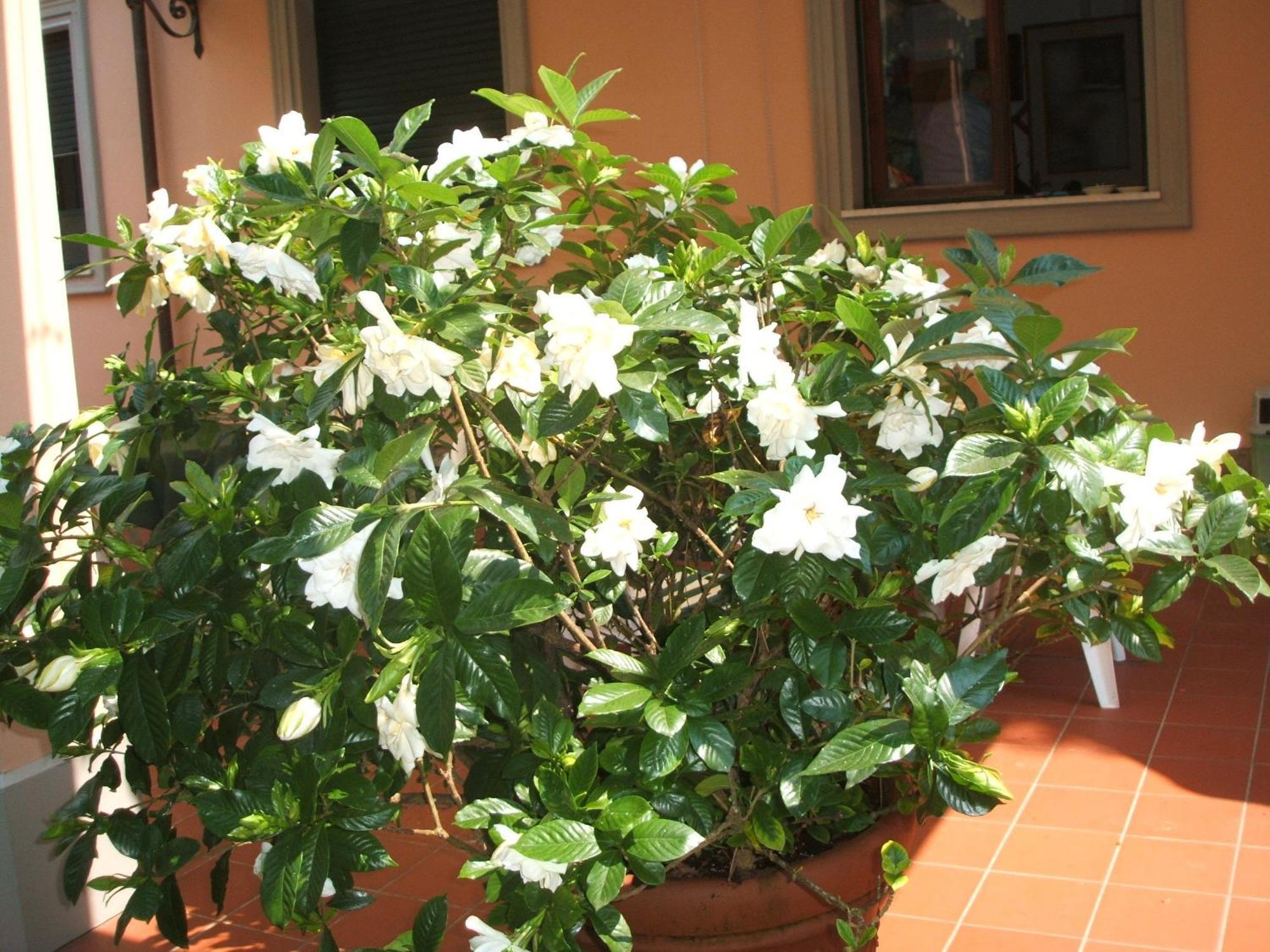 Hotel Astor Victoria Forte dei Marmi Extérieur photo